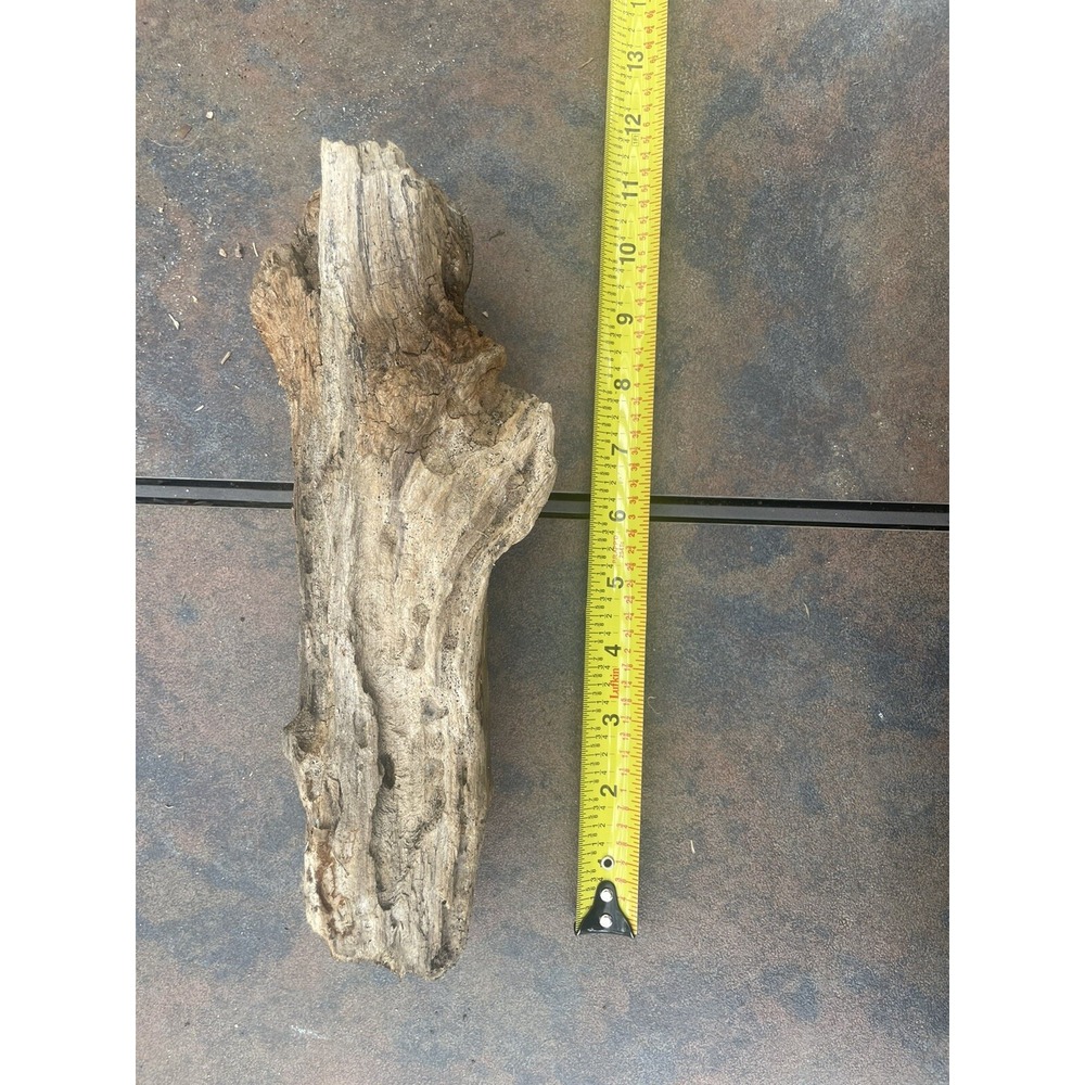 Natural Driftwood for Plants Terrarium Taxidermy Art Projects - Picture 3 of 4